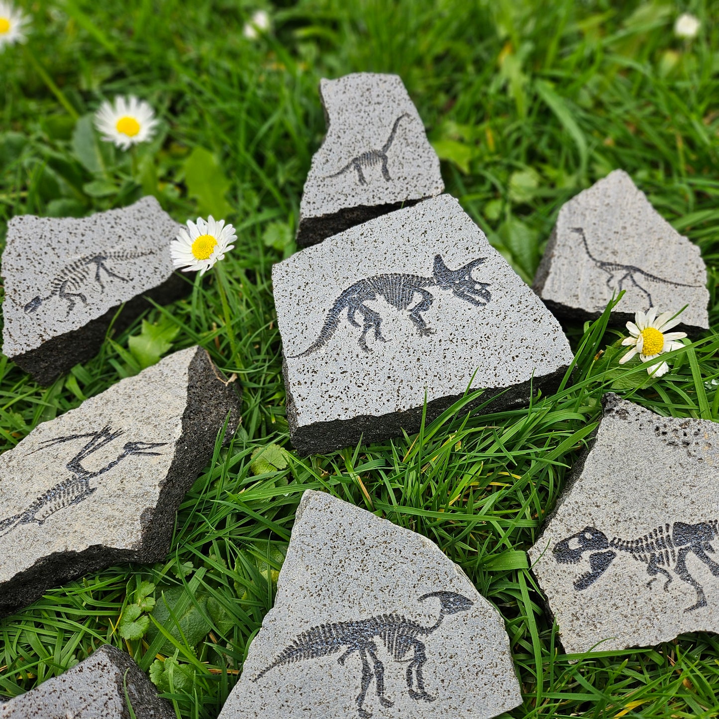 Dinosaur Rocks