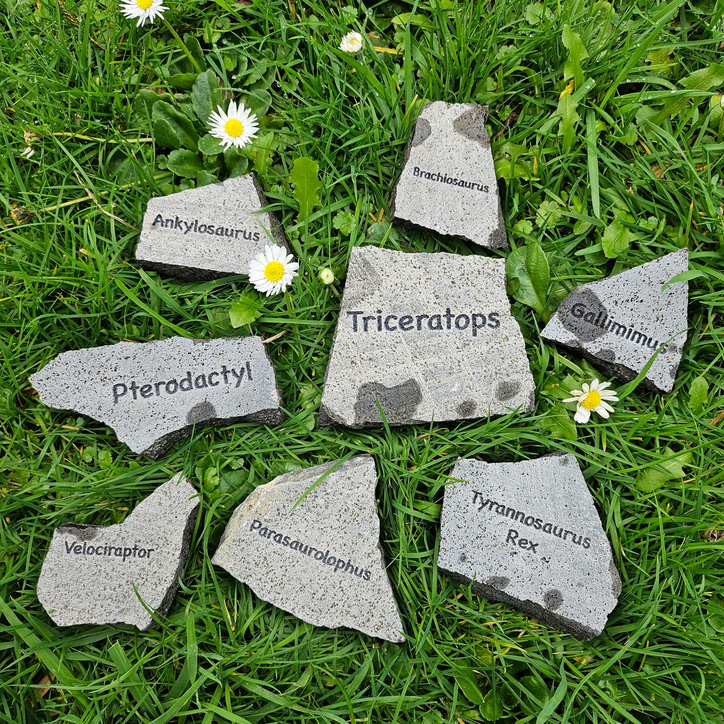 Dinosaur Rocks