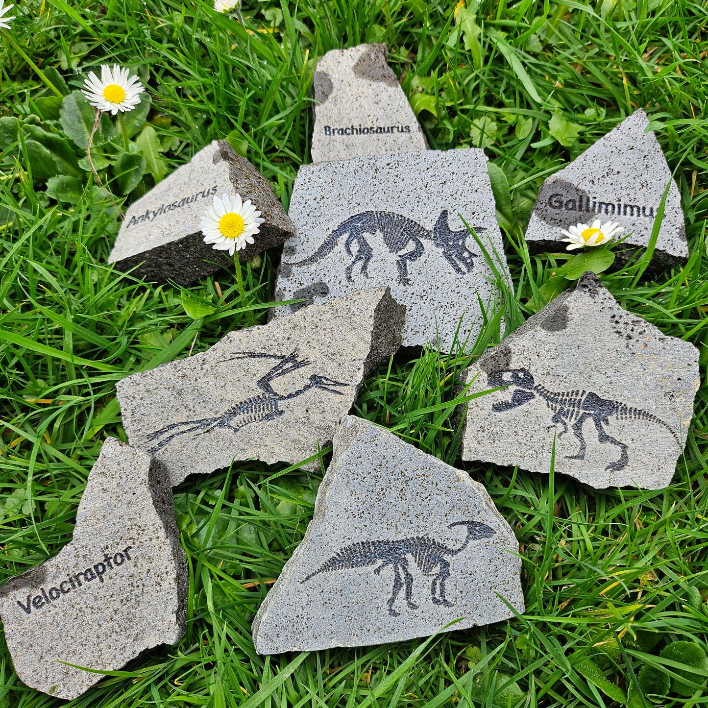 Dinosaur Rocks